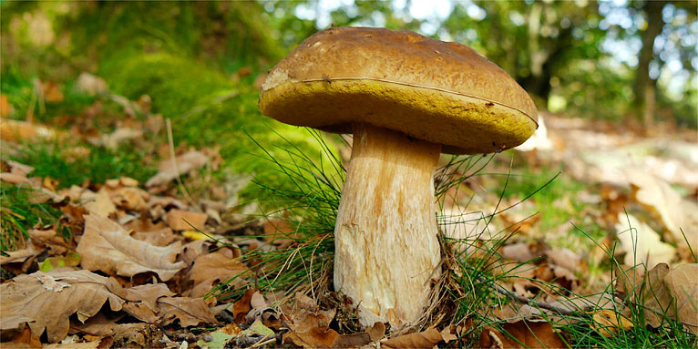 Mushroom