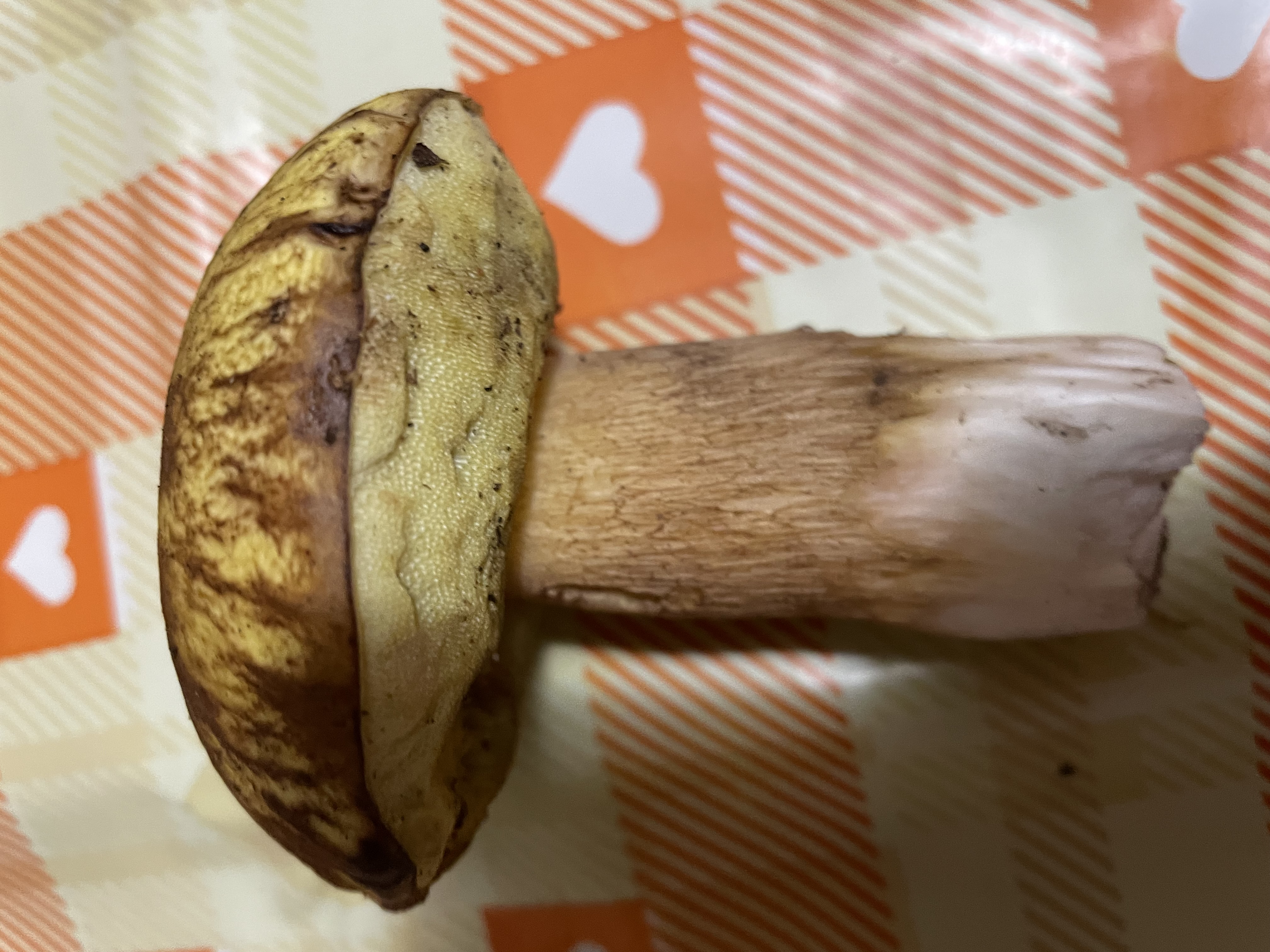 Mushroom
