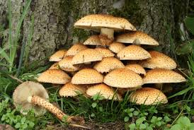 Mushroom