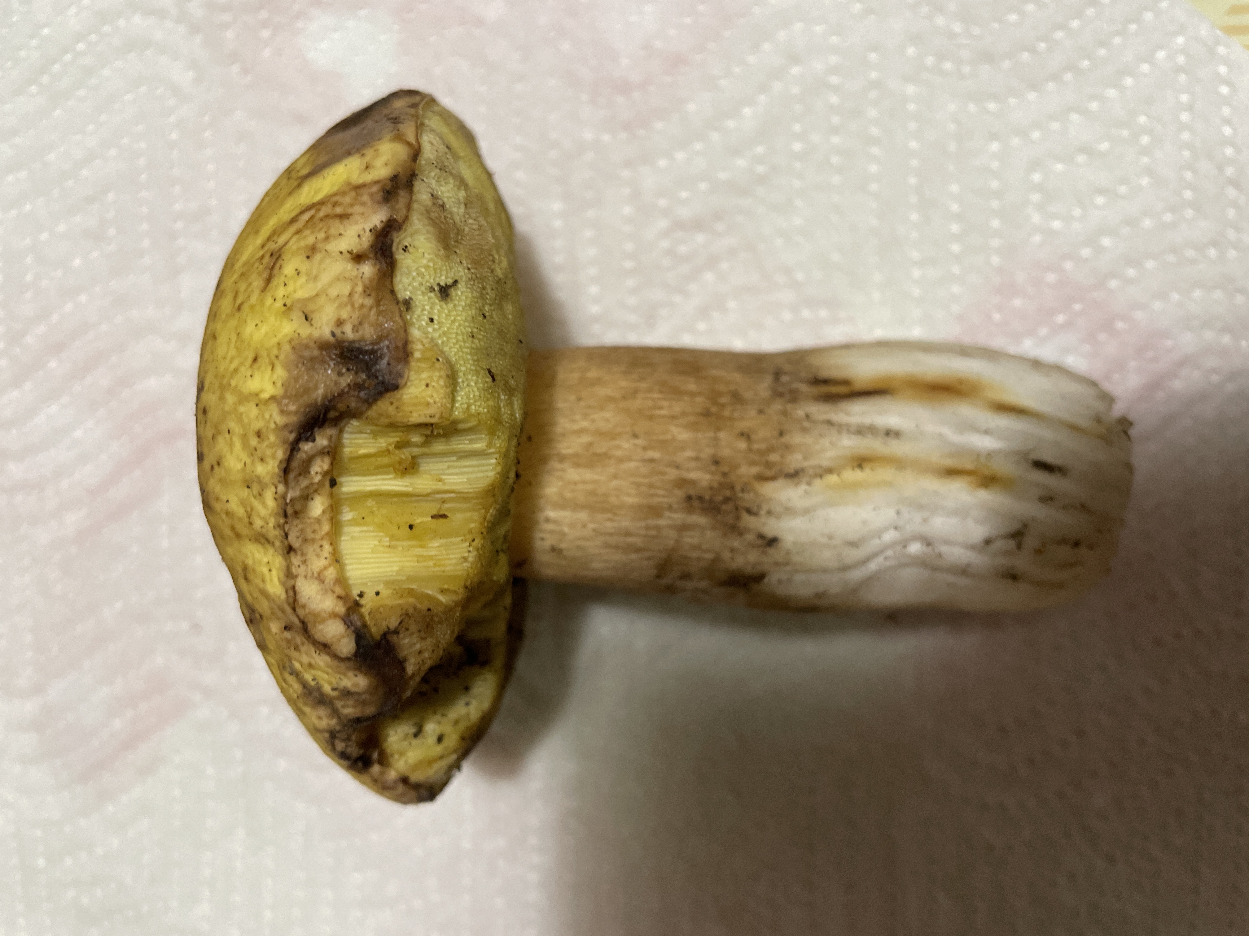 Mushroom