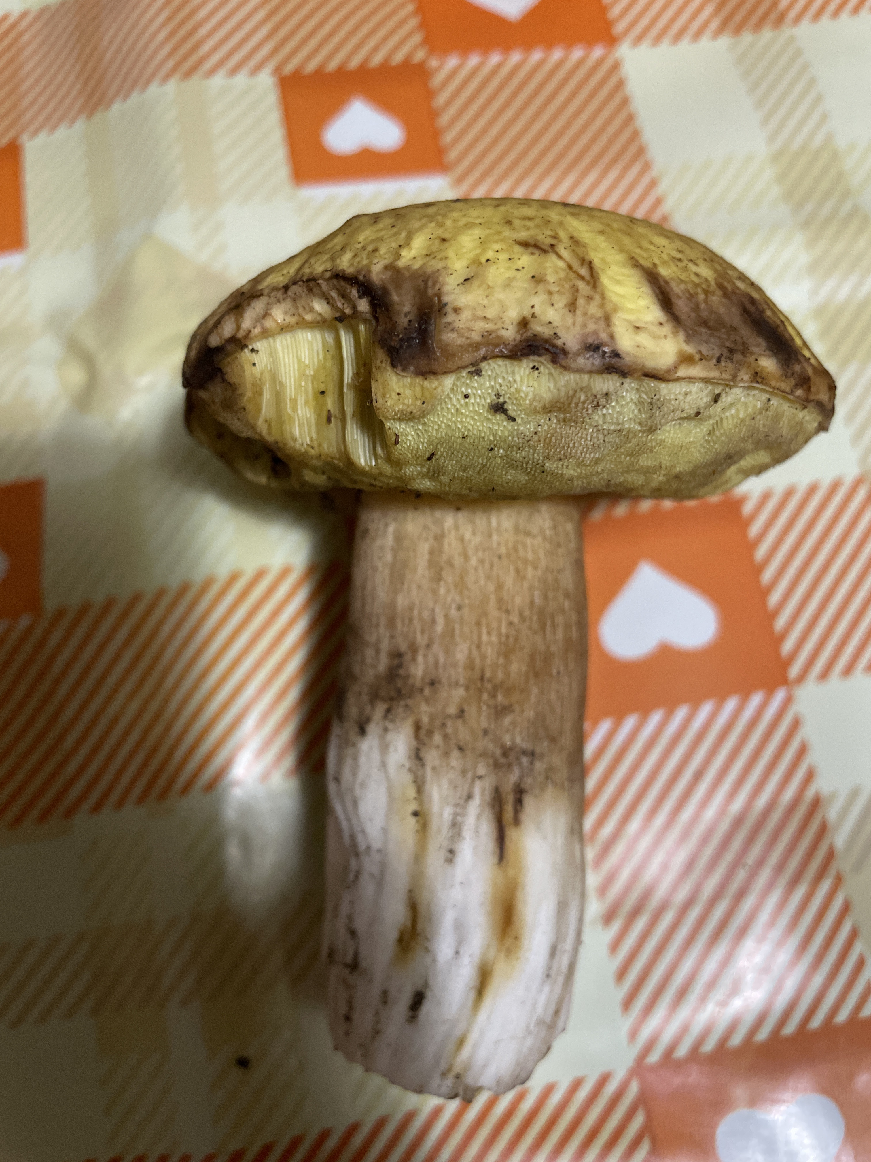Mushroom